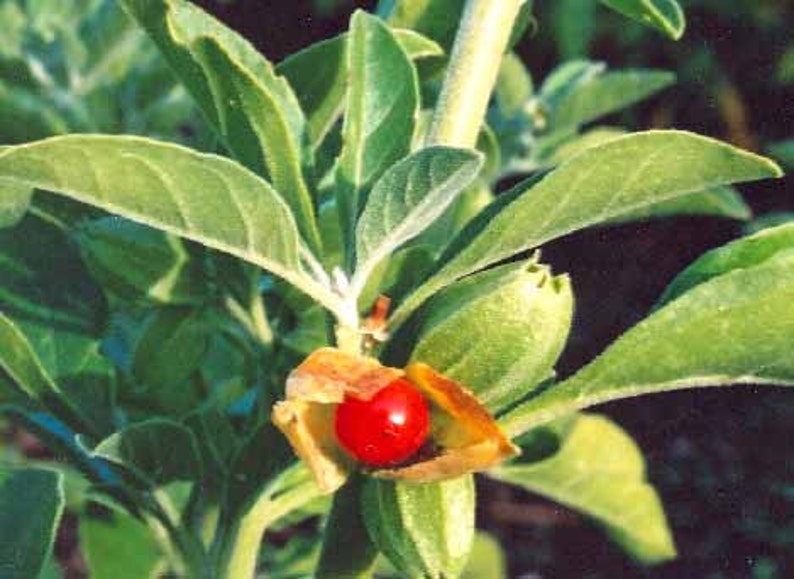 Puede incluir: Primer plano de una planta con hojas grandes y verdes y una baya roja brillante encerrada en una c&aacute;scara marr&oacute;n. Los tallos de la planta son de color verde claro, con un fondo borroso verde y marr&oacute;n.