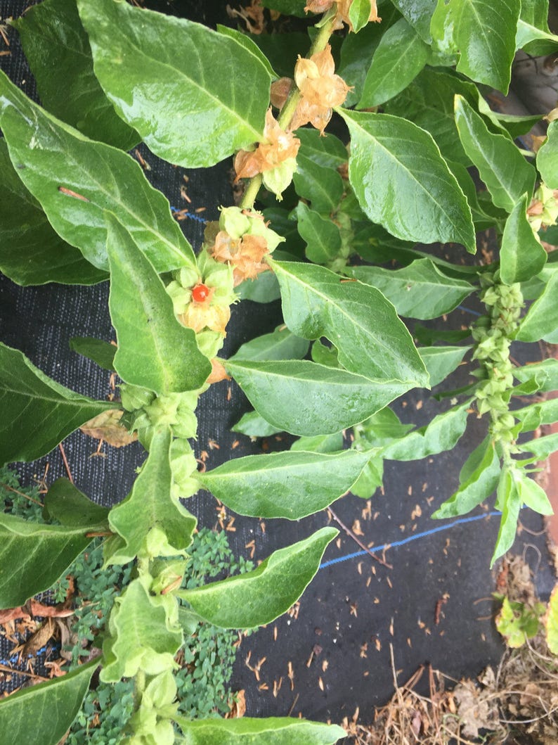Peut inclure: Gros plan sur une plante verte feuillue avec de petites gousses de graines brunes et une seule baie rouge.