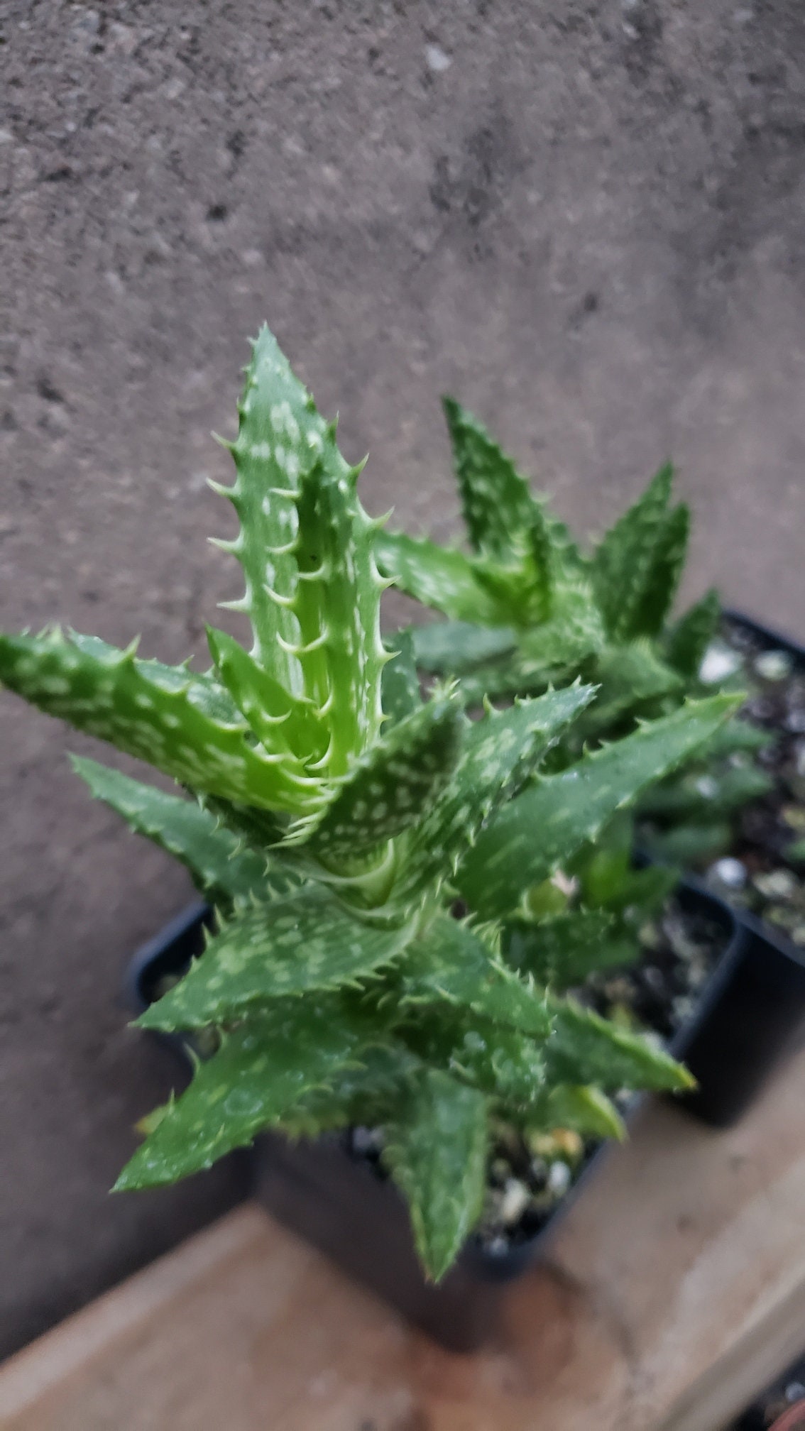 Aloe, Tiger Tooth Aloe, Aloe juvenna , 4in Potted, Rooted Succulent, All Organic Materials