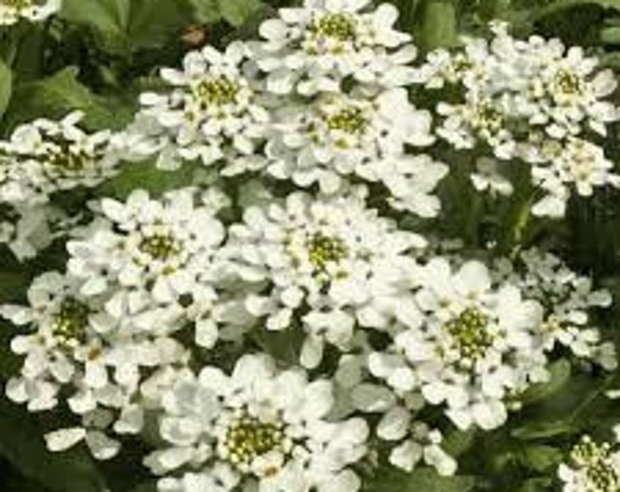 Candytuft, Iberis amara, Brassicaceae, 50 Seeds Per Pack, Organic, Heirloom, GMO Free