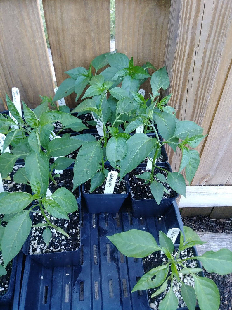 Jalapeno Early Early Jalapeno Pepper 4in potted plant Etsy