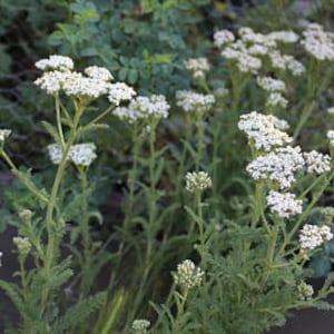 Medicinal Seeds, Yarrow, official, Official Yarrow, Achillea millefolium, Organic, 100 Seeds per pack, Heirloom, GMO Free