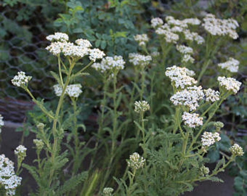 Medicinal Seeds Yarrow Official Official Yarrow Achillea Etsy