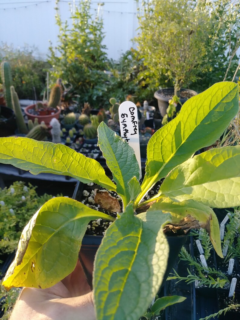 symphytum officianale