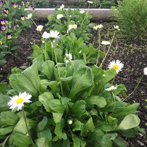 Daisy, English Daisy, bellis perennis, 100 Seeds Per Pack, Asteraceae, Organic Seeds, Heirloom, GMO Free