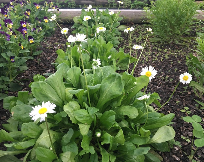 Daisy, English Daisy, bellis perennis, 100 Seeds Per Pack, Asteraceae, Organic Seeds, Heirloom, GMO Free