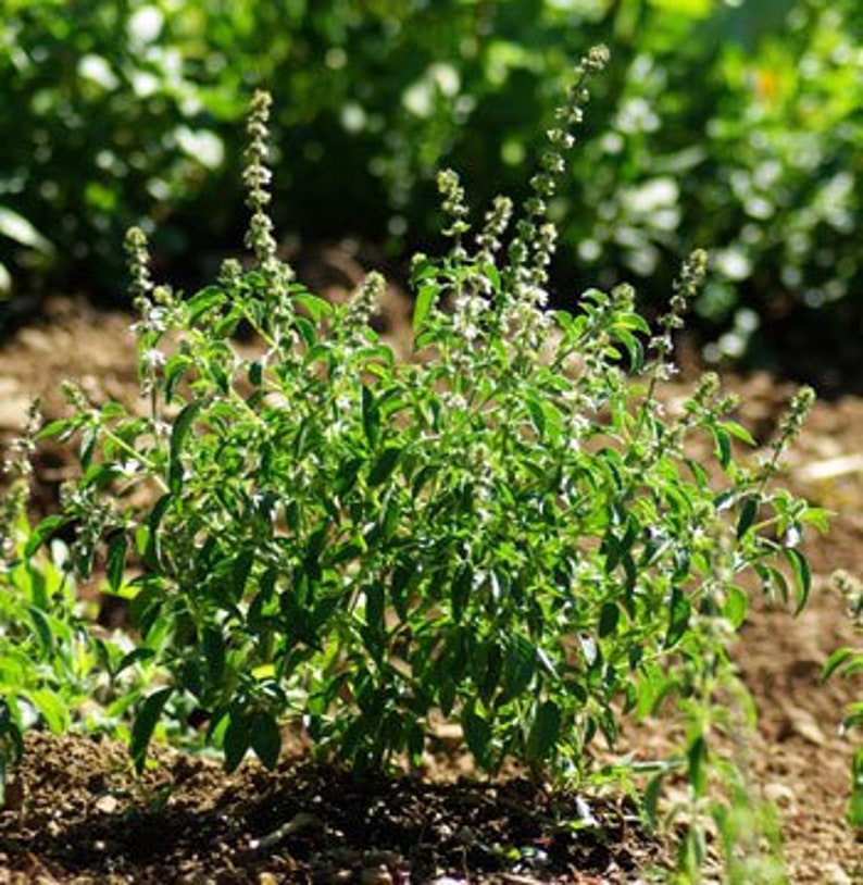 Basil Lime Basil Ocimum Canum Organic GMO Free Plants 4in Etsy