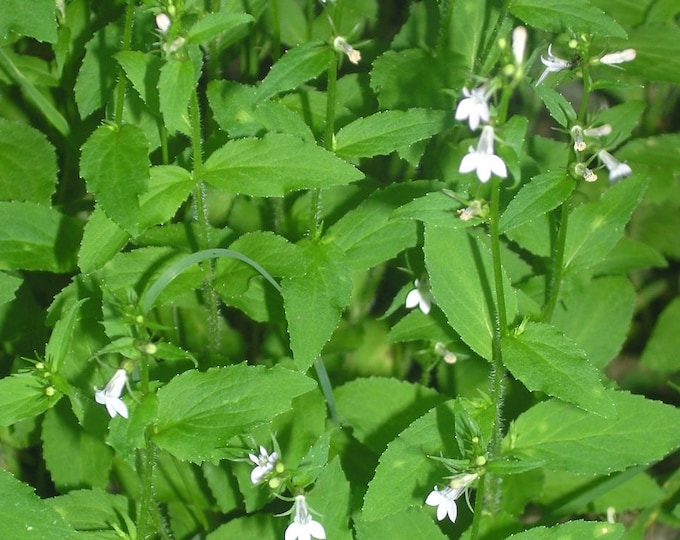 Medicinal Seeds, Lobelia,Indian Lobelia Inflata, Organic, 100 Seeds Per Pack, Heirloom Medicinal, GMO Free