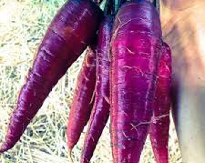 Carrot, Cosmic Purple, 100 Seeds Per Pack, Daucus carota, Organic, Heirloom, GMO Free