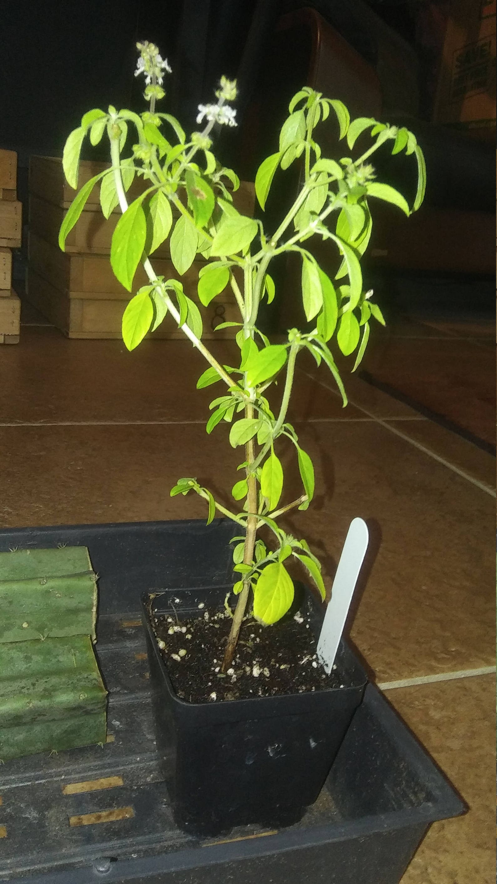 Basil African Basil Packs 4in potted plant Basil Seed Etsy