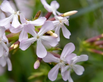 Soapwort, Saponaria officinalis, 50 seeds per pack, Organic, Caryophyllaceae, Heirloom, GMO Free