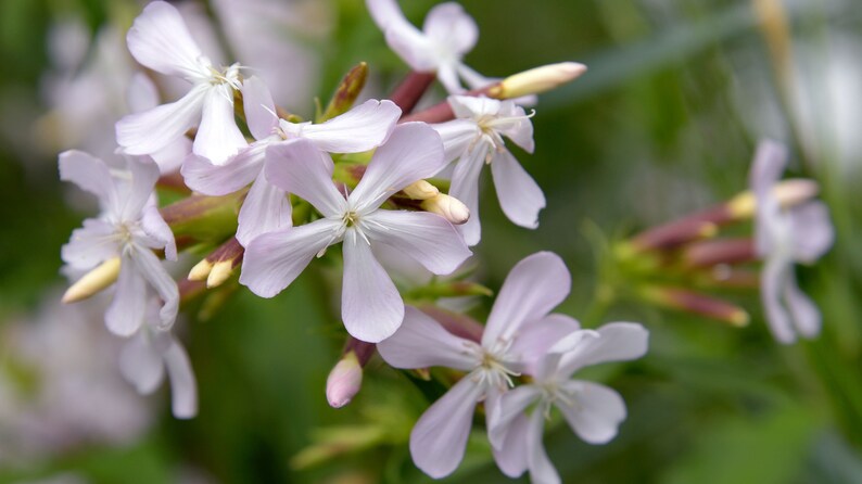 Soapwort, Saponaria officinalis, 50 seeds per pack, Organic, Caryophyllaceae, Heirloom, GMO Free image 1