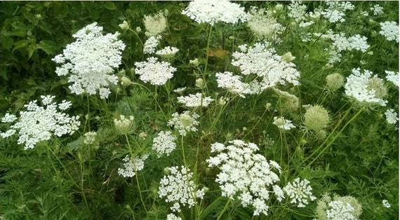 queen anne's lace daucus carota