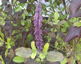 Krishna Tulsi, Holy Basil, Medicinal Seeds, Ocimum Sanctum, 30 Seeds Per Pack, Organic, Organic Seeds, GMO Free, Krishna Tulsi seed packs