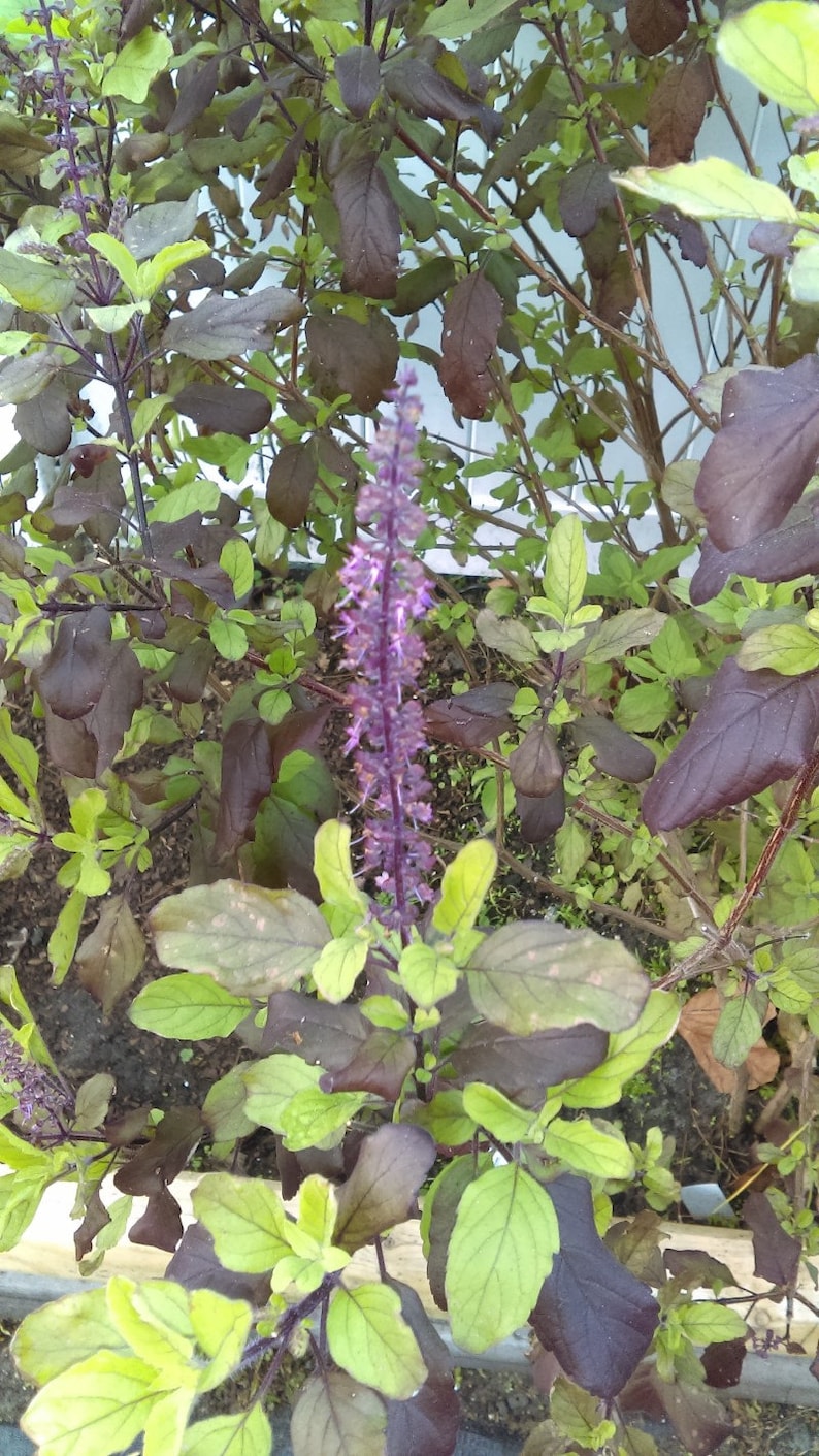 Portal Cool Tulsi, Krishna Tulsi, Ocimum sanctum, biologica, 30 semi
