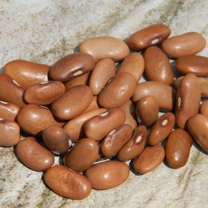 Bean, Pole Bean, Kentucky Wonder, Phaseolus vulgaris, 40 seeds per pack, Organic, Heirloom, GMO Free