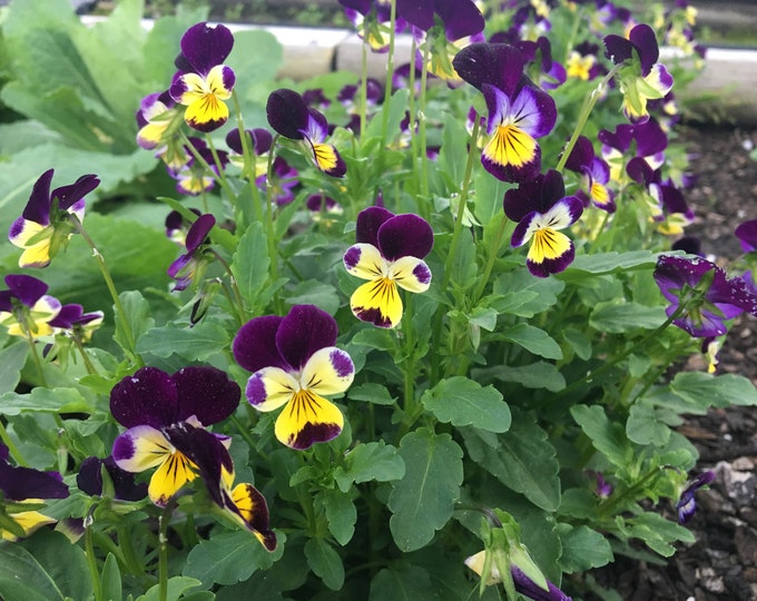 Violet Heartsease, Viola Tricolor, 50 Seeds Per Pack, Heirloom Seeds, GMO Free Seeds, Medicinal, Heirloom