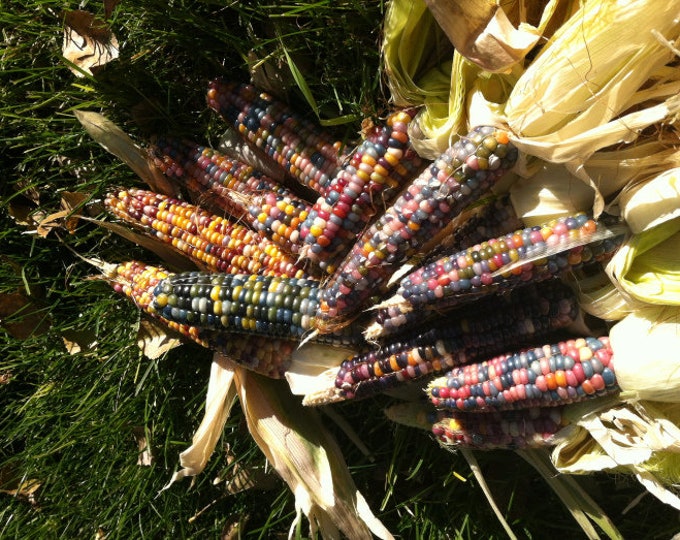 Corn, Glass Gem, zea mays var. glass gem, 20 seeds per pack, Poaceae, Organic, Heirloom, GMO Free