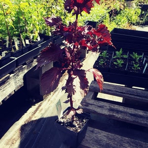 Purple Perilla (shiso) ,Perilla Fruteuscens, Medicinal Plants, Organic, 25 seeds per pack, Heirloom, GMO Free
