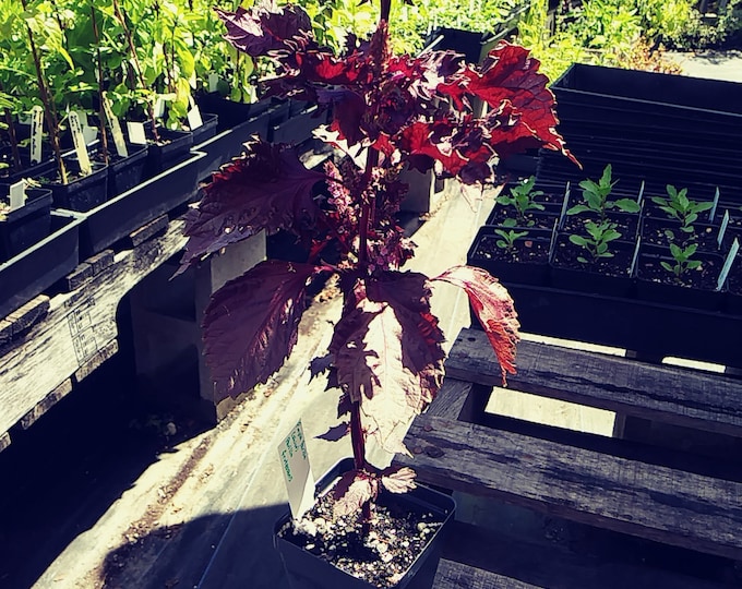 Purple Perilla (shiso) ,Perilla Fruteuscens, Medicinal Plants, Organic, 25 seeds per pack, Heirloom, GMO Free