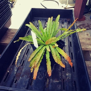 Weld, Reseda luteola, Resedaceae, Medicinal Seeds, 50 Seeds per Pack, Heirloom, GMO Free