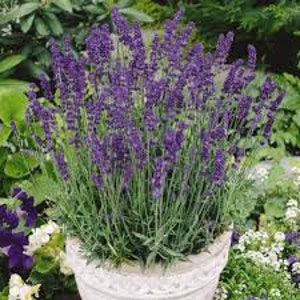Lavender, English Lavender, Lavandula angustifolia Vera, 50 Seeds Per Pack, Organic, Heirloom, GMO Free