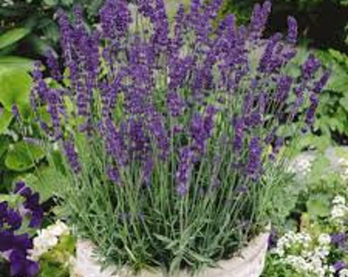 Lavender, English Lavender, Lavandula angustifolia Vera, 50 Seeds Per Pack, Organic, Heirloom, GMO Free