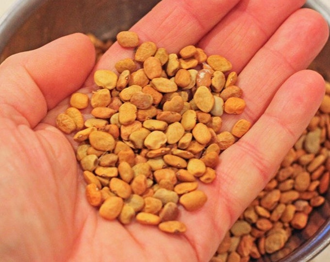 Bean, Saccaton, phaseolus acutifolius, 20 seeds, per pack, Organic, Heirloom, GMO Free