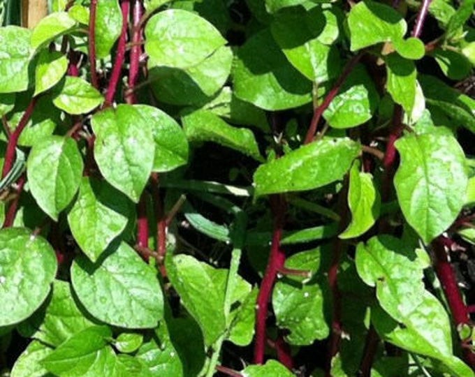 Spinach, Red Malabar, Red Malabar Spinach, Basella Rubra, Seed Packs, 10 seeds per pack, GMO Free, Medicinal Seeds