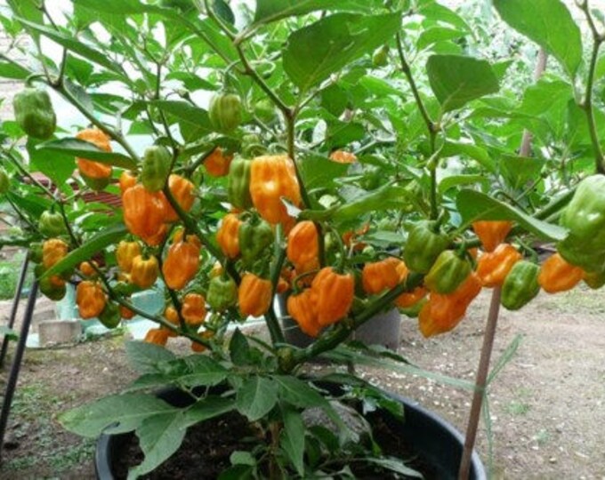 Habanero Pepper, Habanero Pepper Seeds, Heirloom Edible Seeds,  capsicum chinense, 20 Seeds Per Pack, Organic