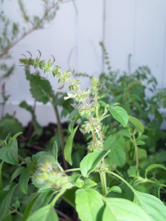 African Basil, Ocimum Canum, Medicinal Seeds, Medicinal Seed Packs, 100  seeds per pack, Basil, Ocimum Canum, Organic Seeds, GMO Free - Etsy.de, image size:570x760