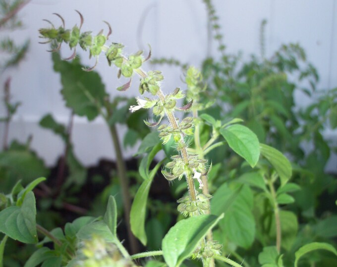African Basil, Ocimum Canum, Medicinal Seeds, Medicinal Seed Packs, 100 seeds per pack, Basil, Ocimum Canum, Organic Seeds, GMO Free