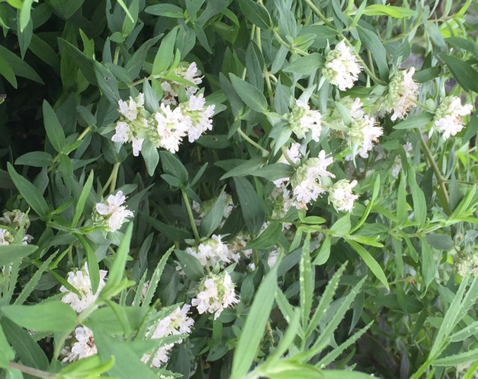 Mint. Medicinal Seeds, Mint Combo Pack, Mayan Mint, Mountain Mint, Yellow Dotted Mint, Organic, GMO Free,