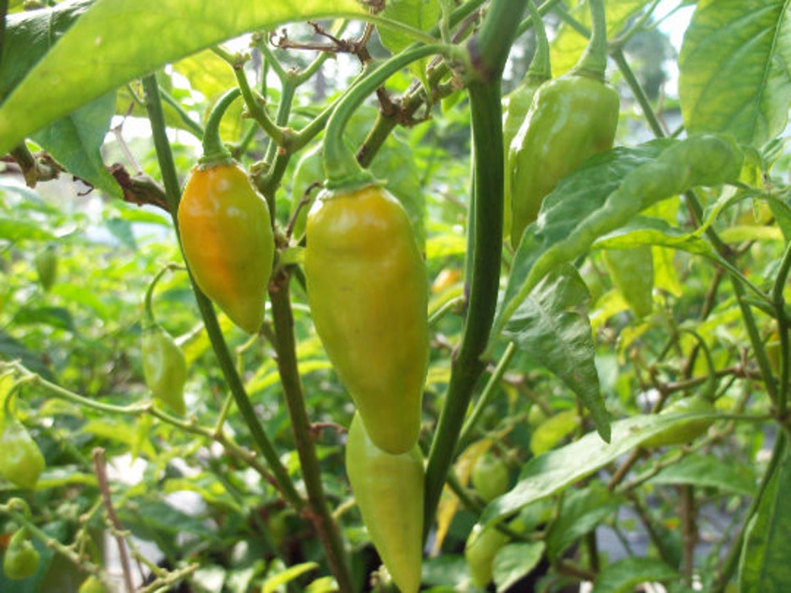 Datil Pepper Capsicum chinense 4in pot Pepper Plant Etsy