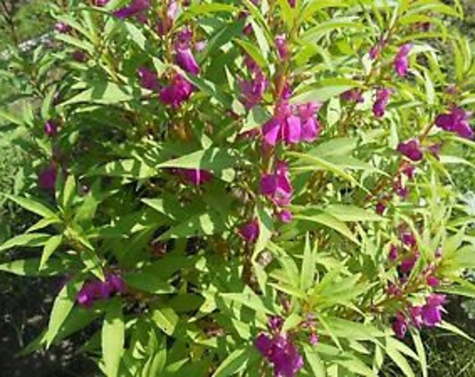 Chinese Balsam, Impatiens Balsamina, Medicinal Seeds,  30 seeds per pack, Organic, GMO Free, Organic Seeds, Heirloom Medicinal, Seeds
