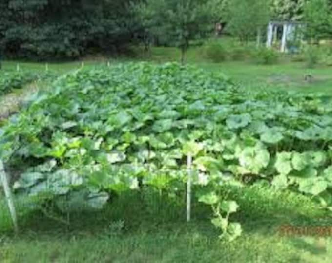 Squash, Winter Waltham Butternut, Cucurbita Moschata, 30 Seeds Per Pack, Organic, Heirloom, GMO Free