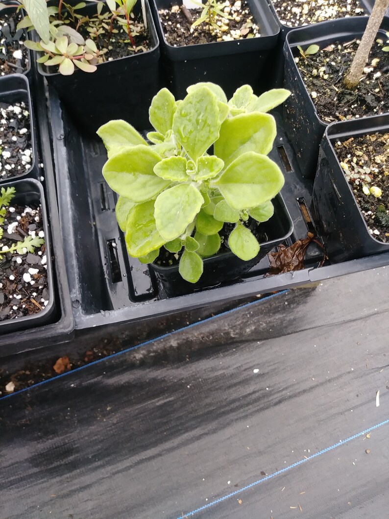 Vicks Plant Plectranthus Hadiensis var. Tomentosa 4in Potted Etsy