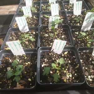 Laserwort, Saposhnikovia Divaricata, 50 Seeds Per Pack, Organic Seeds, GMO Free, Heirloom image 4