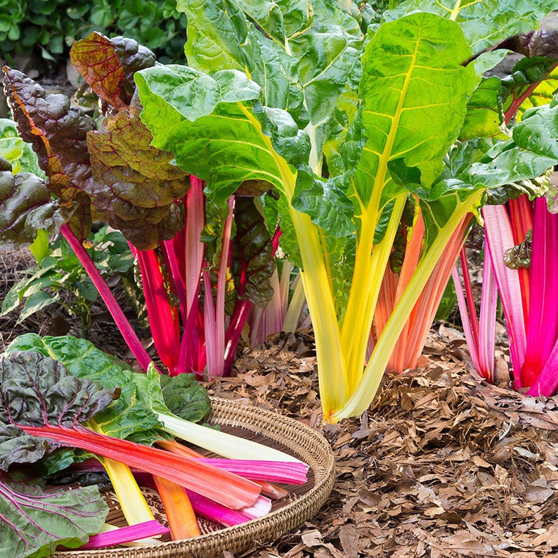 Rainbow Swiss Chard, Beta vulgaris subsp. vulgaris, Organic Seeds, 50 Seeds Per Pack , Heirloom Seeds, GMO Free Seeds, Edible Seeds image 2