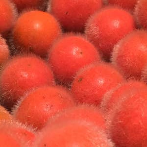 Naranjilla, Solanum quitoense, Organic, 50 Seeds per pack, Naranjilla, solanaceae