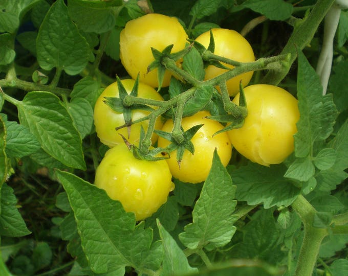 Tomato Seeds, Lemon Drop, Lemon Drop Tomato, Solanum lycopersicum, 25 seeds per pack, Organic, Heirloom, GMO Free