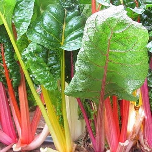 Rainbow Swiss Chard, Beta vulgaris subsp. vulgaris, Organic Seeds, 50 Seeds Per Pack , Heirloom Seeds, GMO Free Seeds, Edible Seeds image 3