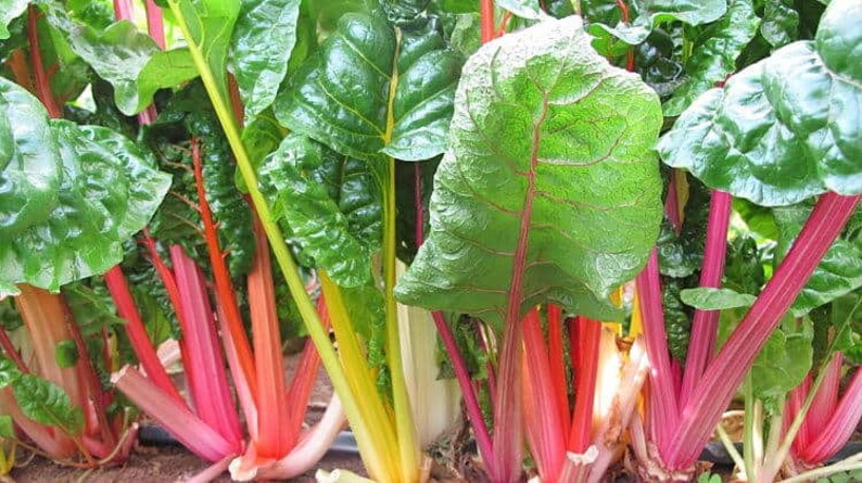 Rainbow Swiss Chard, Beta vulgaris subsp. vulgaris, Organic Seeds, 50 Seeds Per Pack , Heirloom Seeds, GMO Free Seeds, Edible Seeds image 3