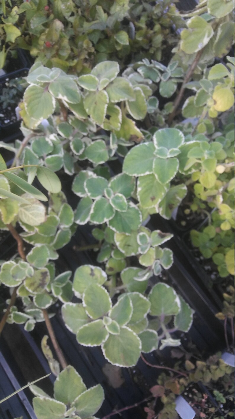 Cuban Oregano Variegated 4in Potted Plant Plectranthus Etsy