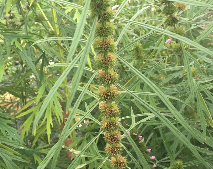 Chinese Motherwort, Leonurus Artemisia, Medicinal Seeds, Organic, 50 seeds per pack, GMO Free, Heirloom