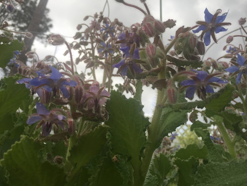 SeedsWithAPurpose Borage Seeds