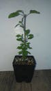 Rama Tulsi, Ocimum sanctum, 4in potted plant, Organic, GMO Free, Tulsi Plants 