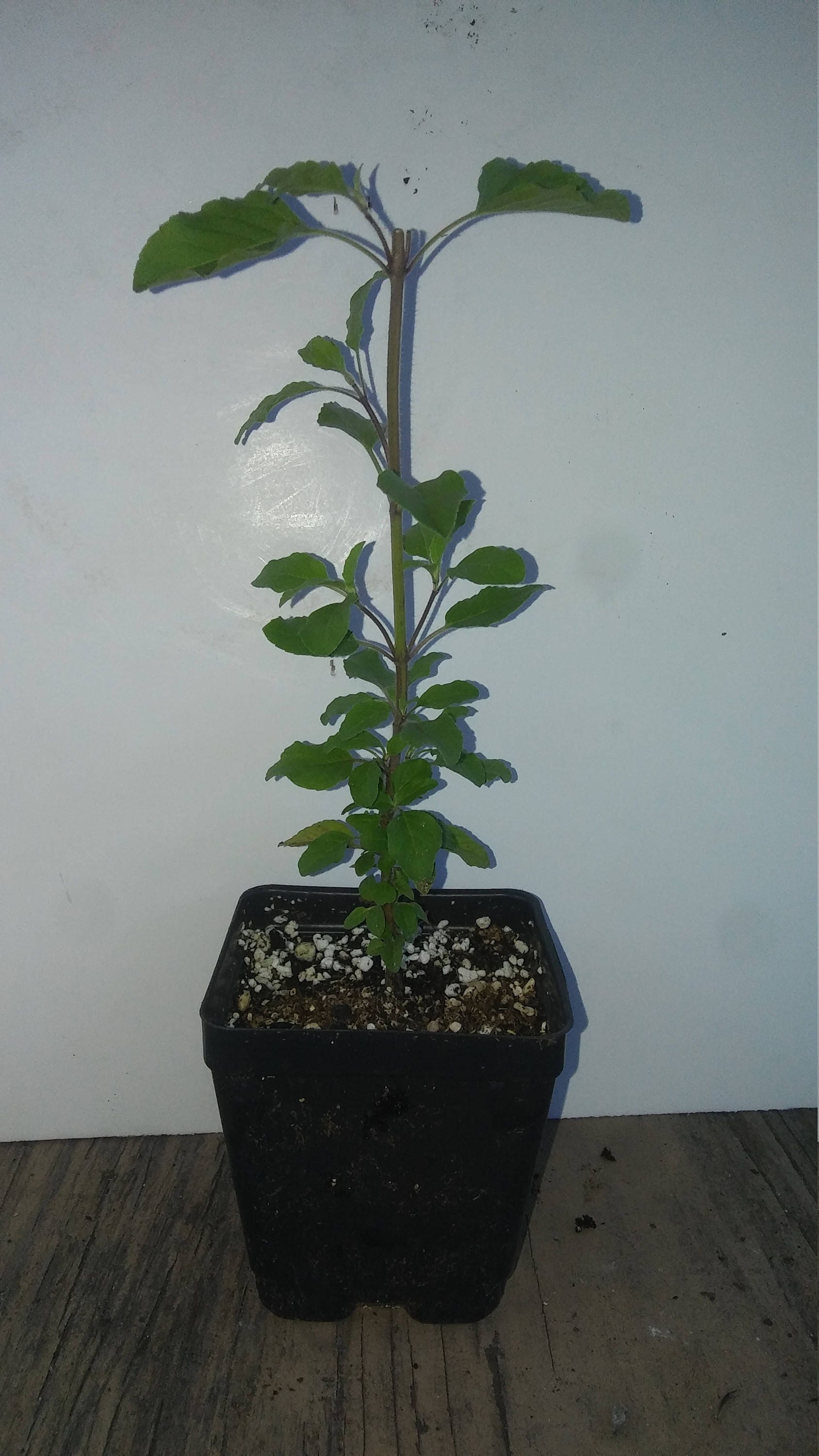 Rama Tulsi, Ocimum sanctum, 4in potted plant, Organic, GMO Free, Tuls…