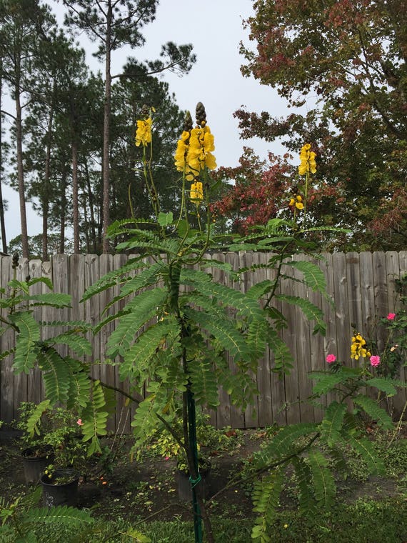 Popcorn Cassia, 20 Seeds per Pack, Organic, Cassia Didymobotrya, Senna  Didymobotrya, GMO Free, Medicinal Seeds, Heirloom Seeds - Etsy