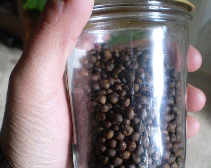 Edible Seeds, Okra, coffee, Abigail's coffee okra, Abelmoschus Esculentus, Heirloom, Organic, 15 seeds per pack, GMO Free